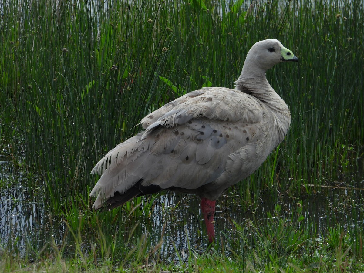 Cape Barren Goose - ML644067694