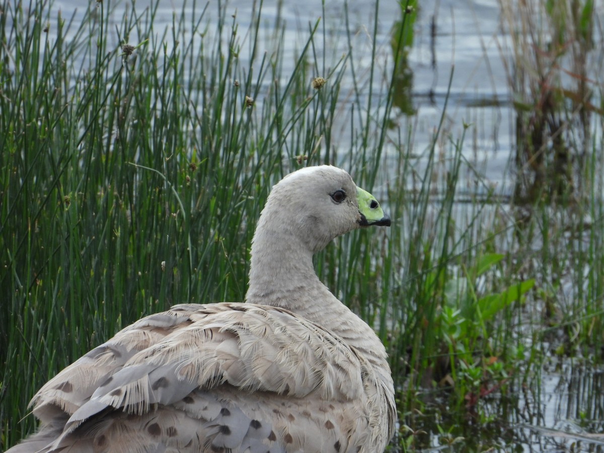 Cape Barren Goose - ML644067697