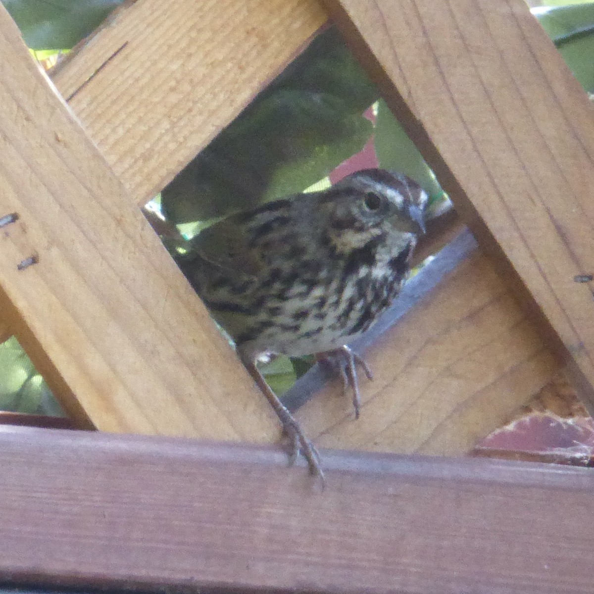 Song Sparrow - ML644067712