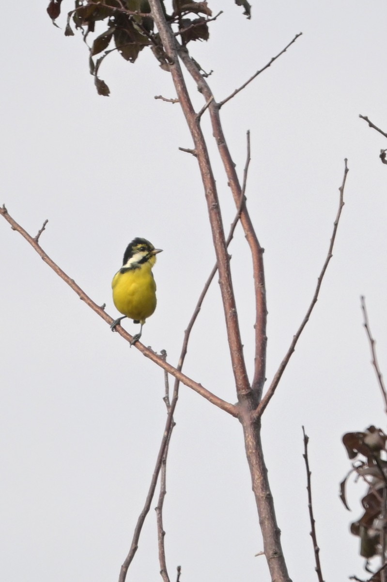 Yellow-bellied Tit - ML644067715