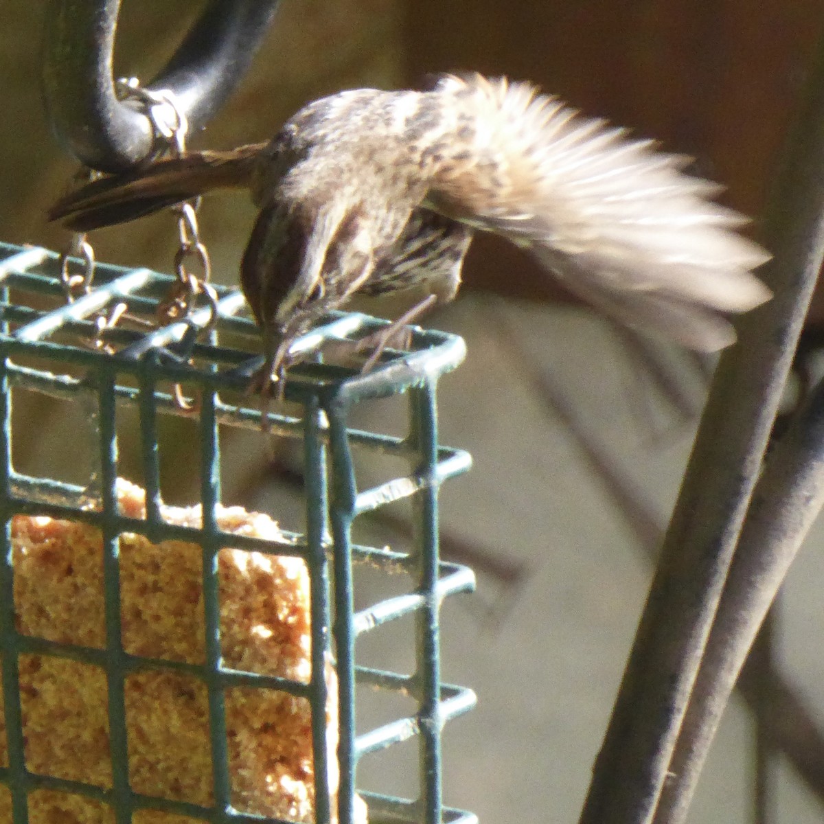 Song Sparrow - ML644067720