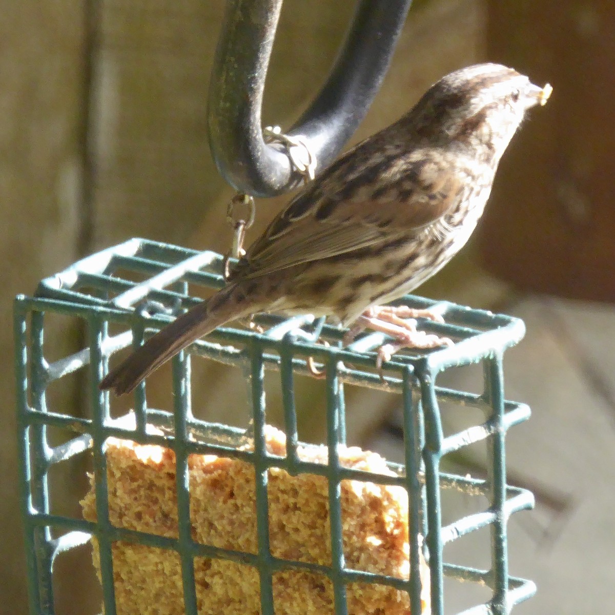 Song Sparrow - ML644067733