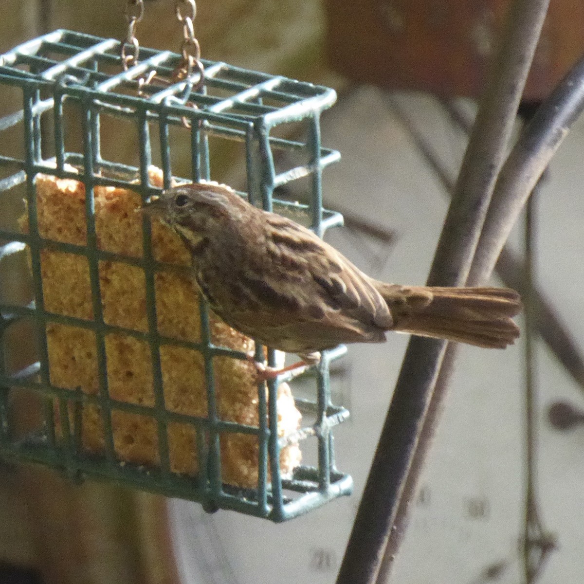 Song Sparrow - ML644067739