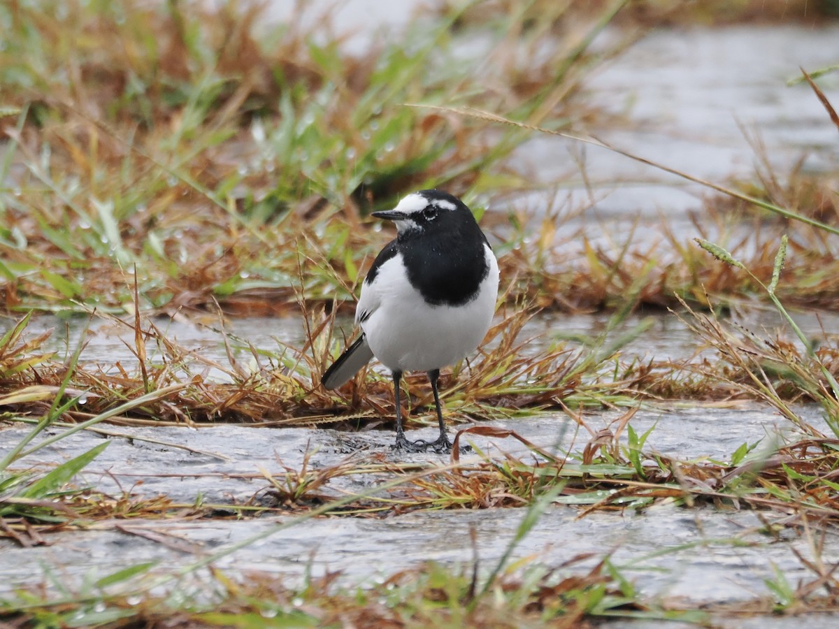 日本鶺鴒 - ML644067746