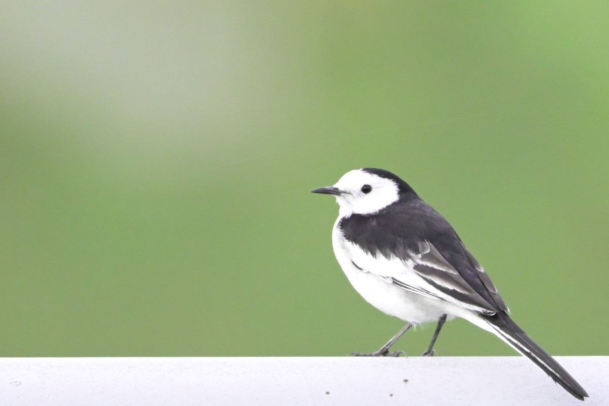 White Wagtail (Chinese) - ML644067750