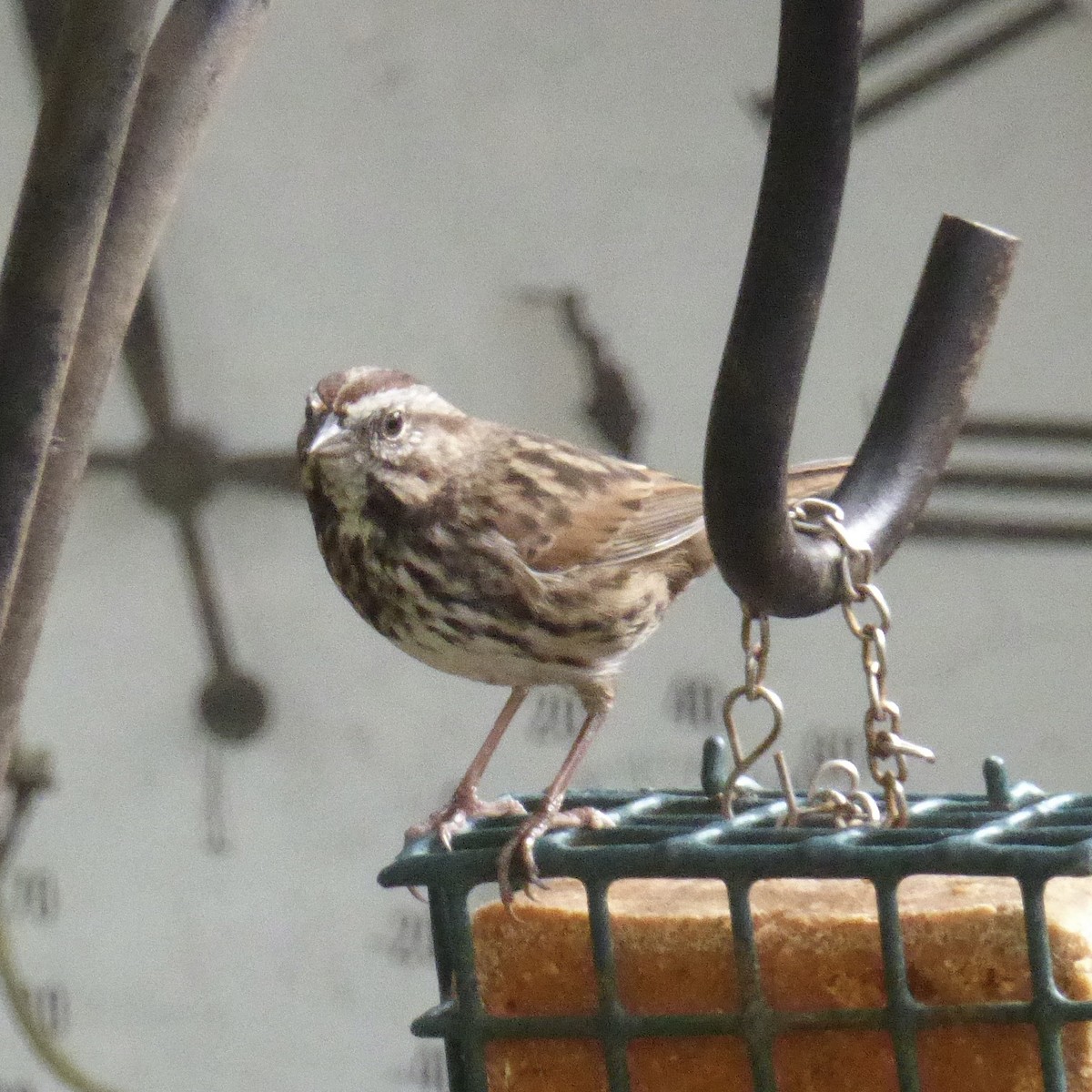 Song Sparrow - ML644067751