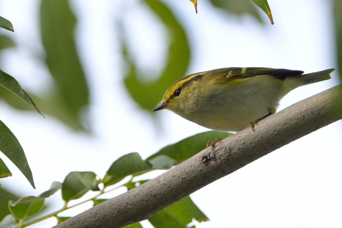 Pallas's Leaf Warbler - ML644067775