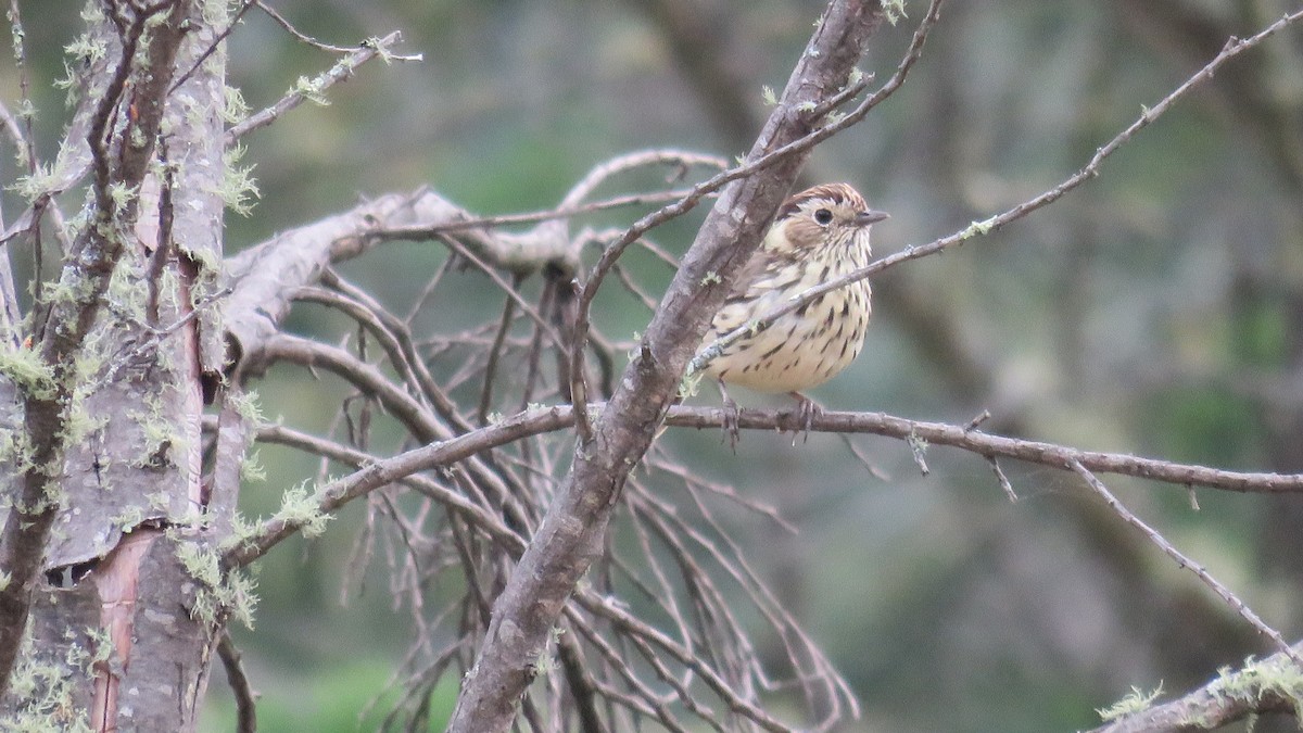 Speckled Warbler - ML644067782