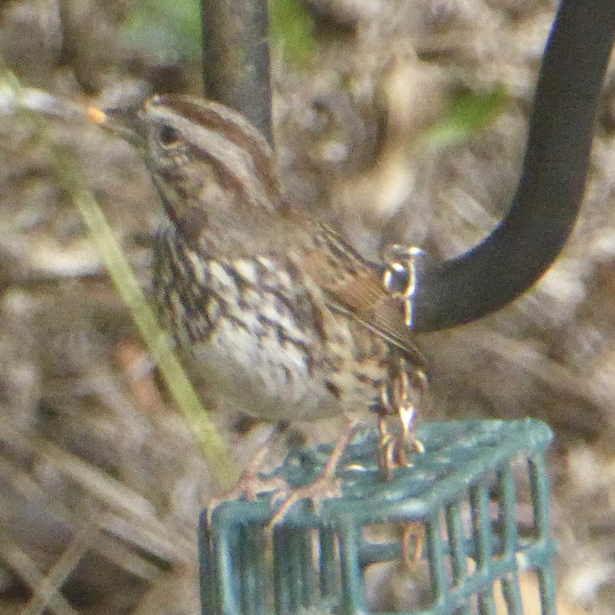 Song Sparrow - ML644067801