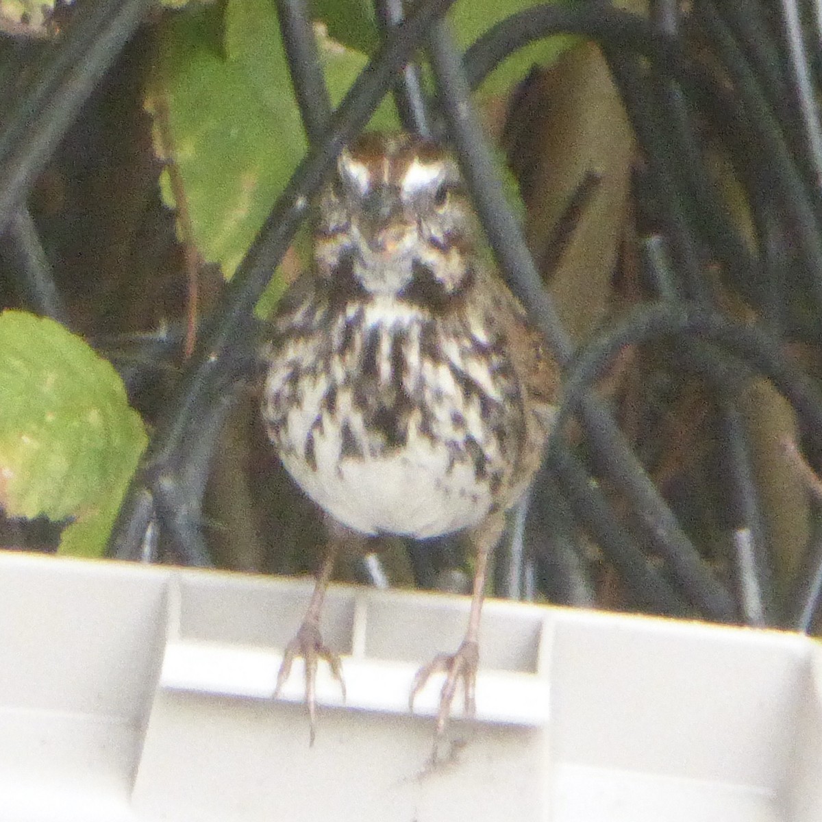 Song Sparrow - ML644067803