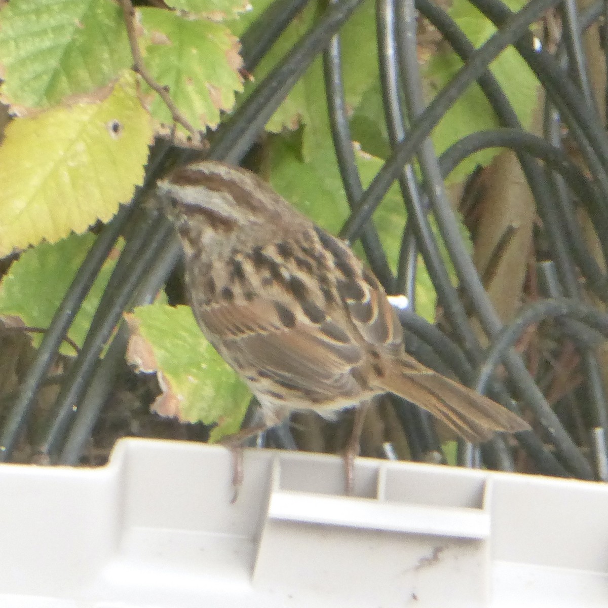 Song Sparrow - ML644067806