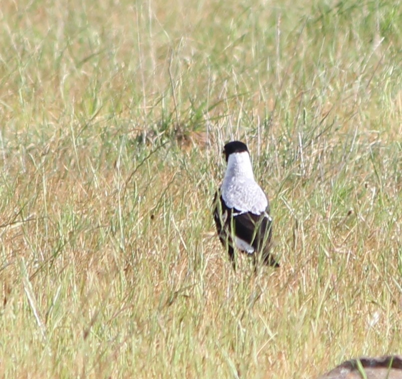 Australian Magpie (White-backed) - ML644067807