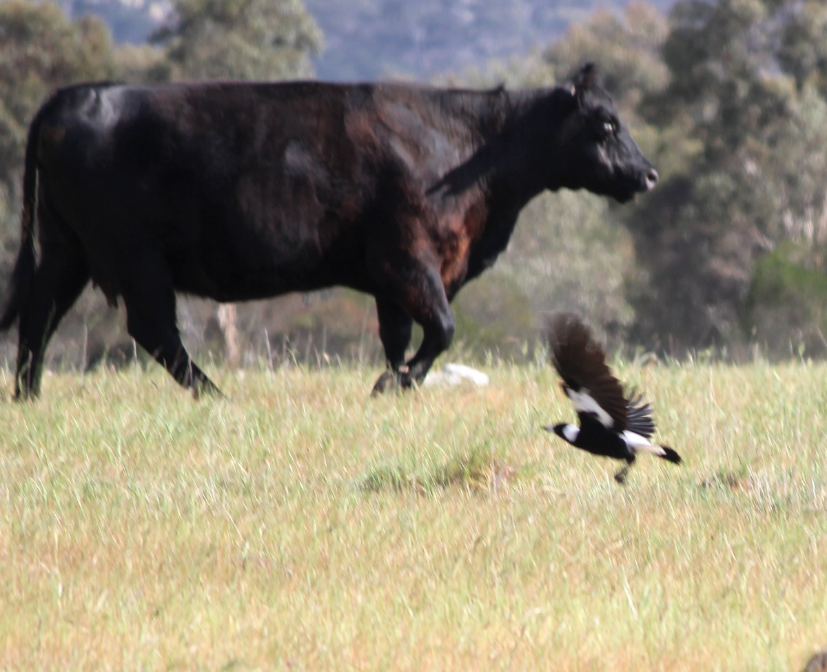 Australian Magpie (White-backed) - ML644067810
