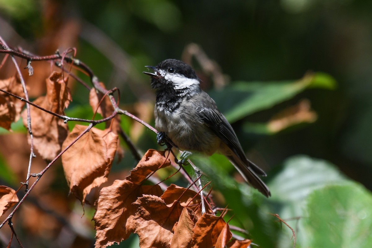 Black-capped Chickadee - ML644067817