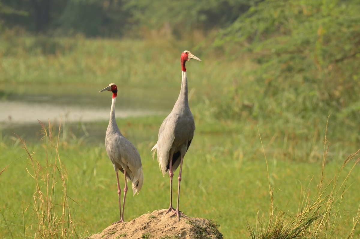 Sarus Crane - ML644067818