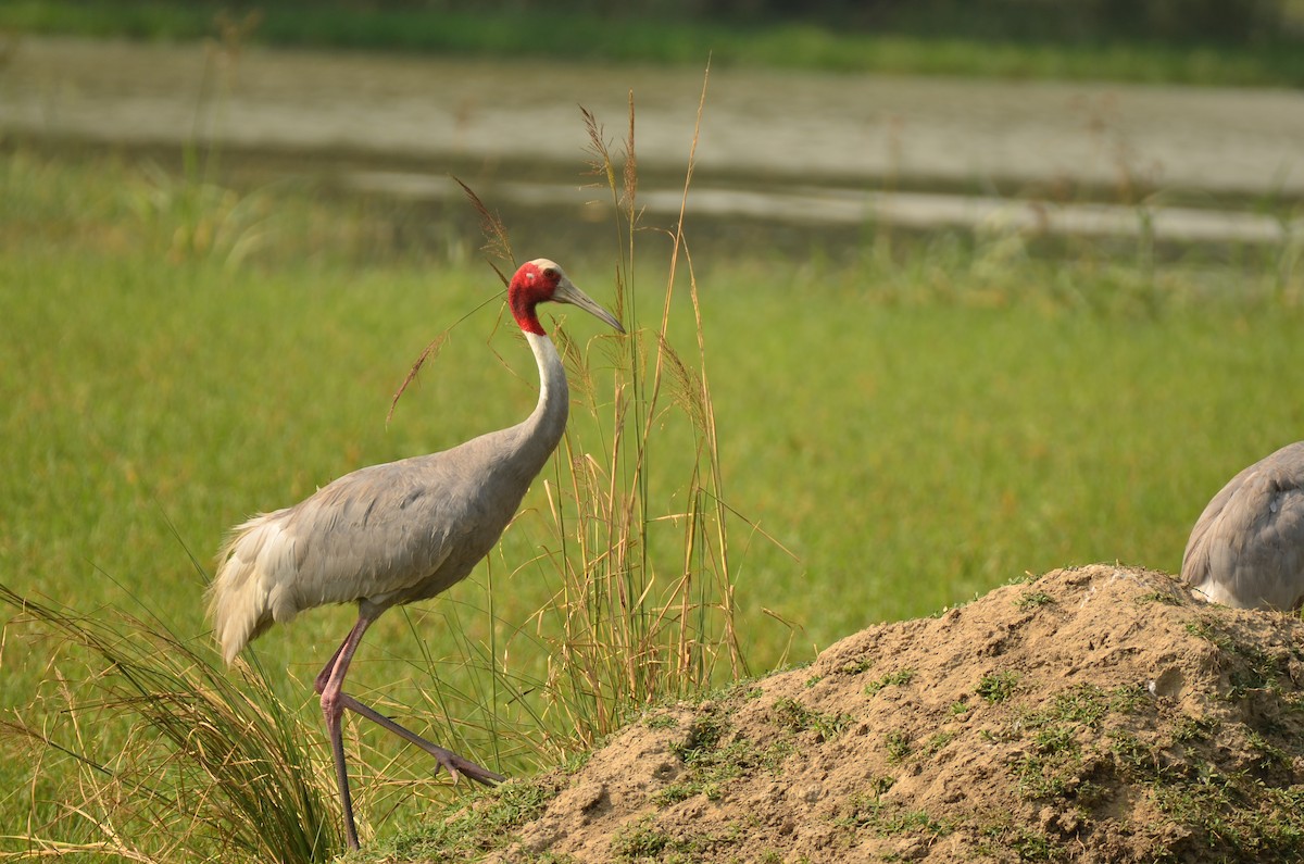 Sarus Crane - ML644067819