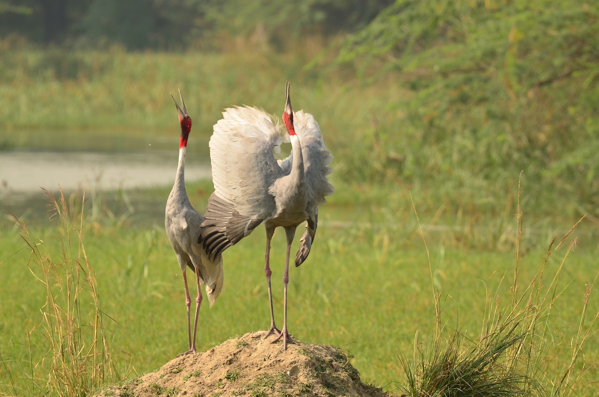 Sarus Crane - ML644067820