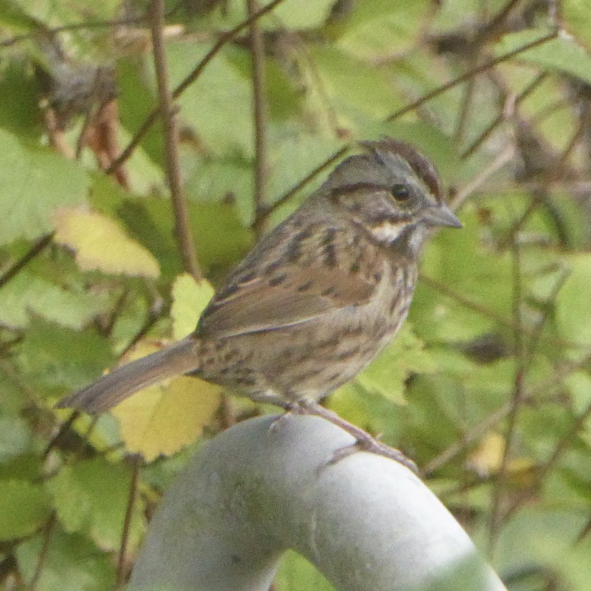 Song Sparrow - ML644067822