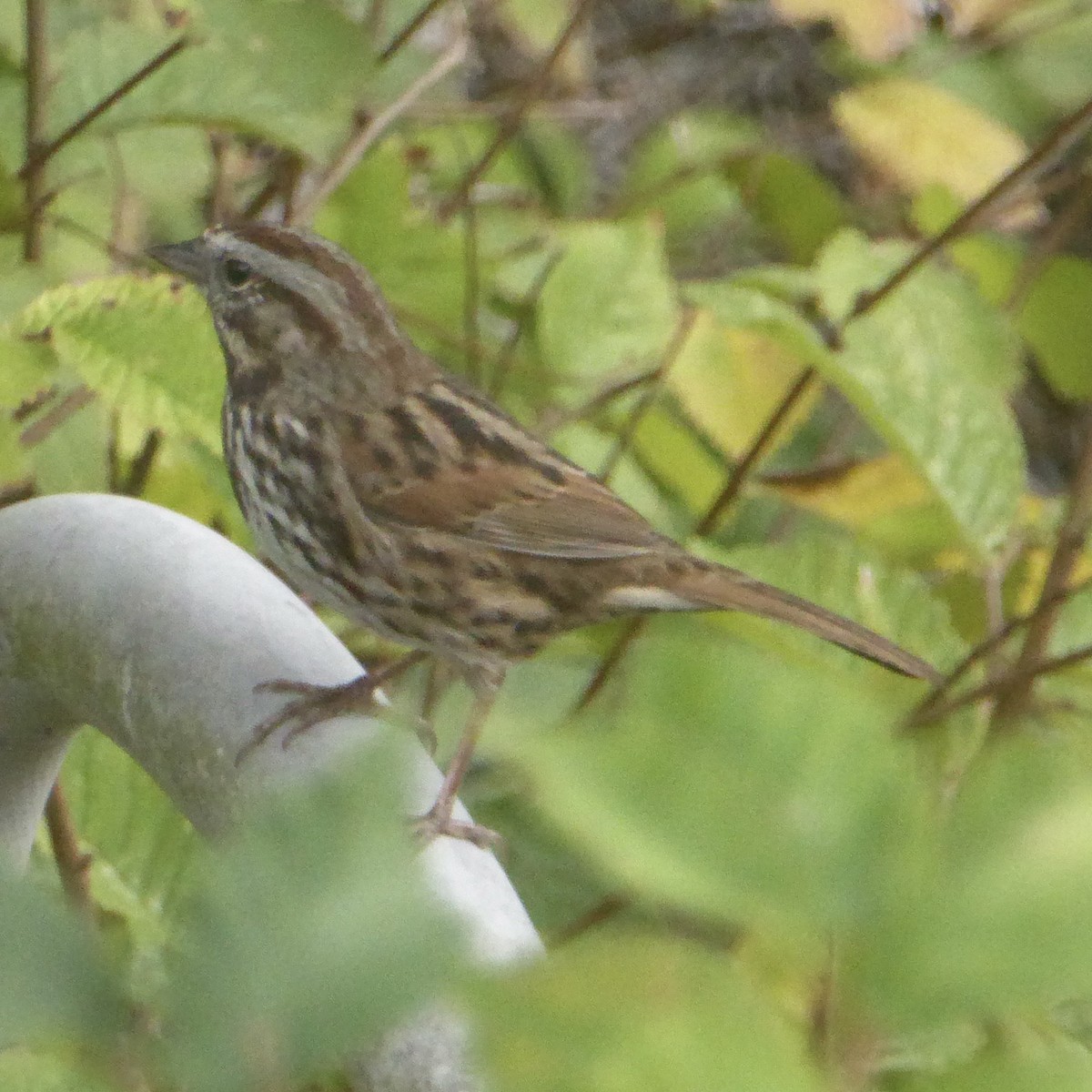 Song Sparrow - ML644067824