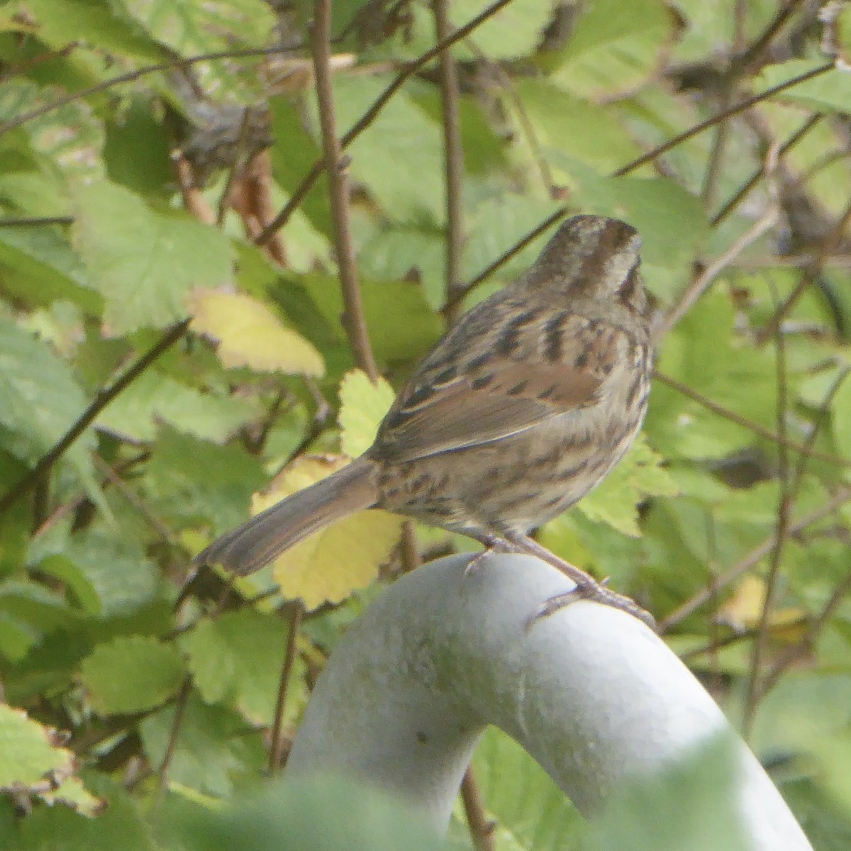Song Sparrow - ML644067825