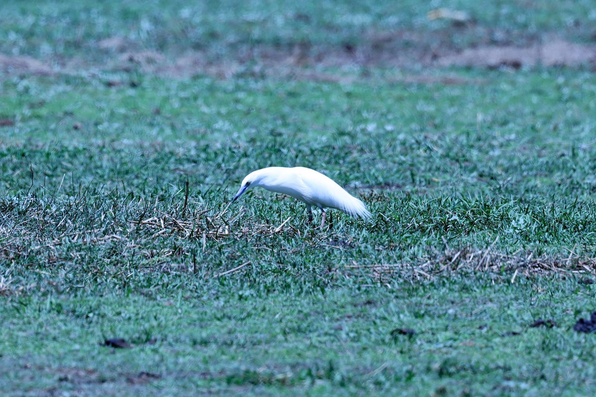 Malagasy Pond-Heron - ML644067866