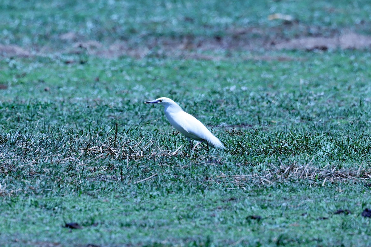 Malagasy Pond-Heron - ML644067867