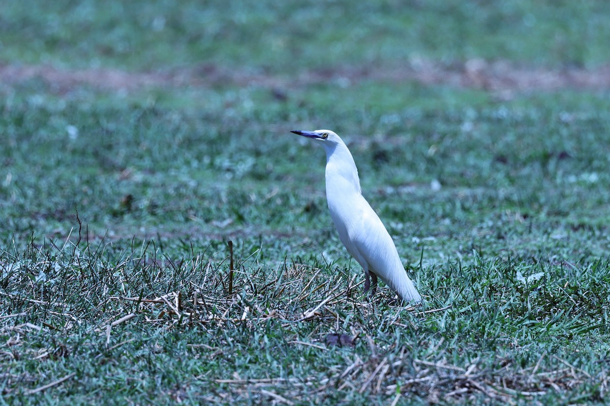 Malagasy Pond-Heron - ML644067868