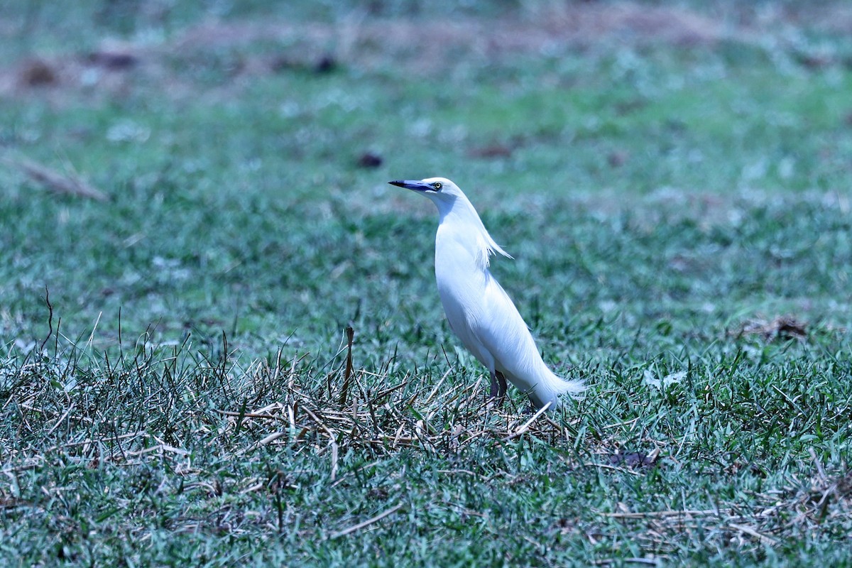Malagasy Pond-Heron - ML644067869