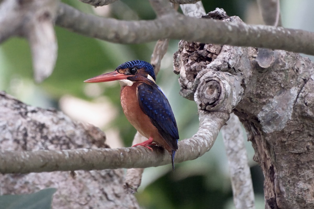 Blue-eared Kingfisher - ML644067870