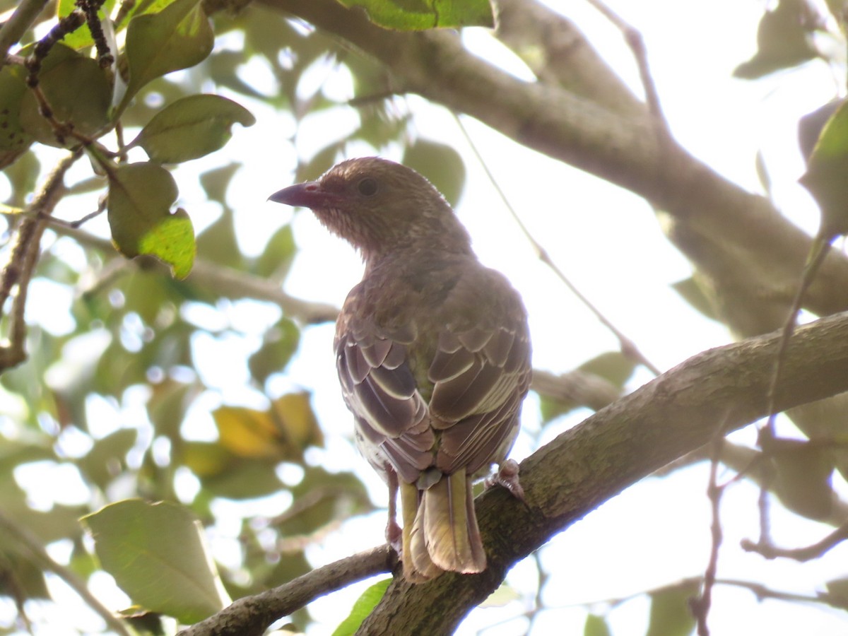 Australasian Figbird - ML644067878