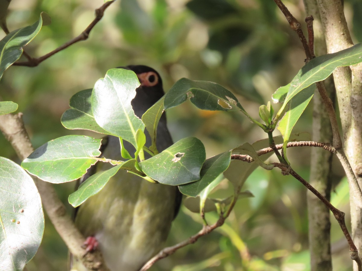 Australasian Figbird - ML644067879