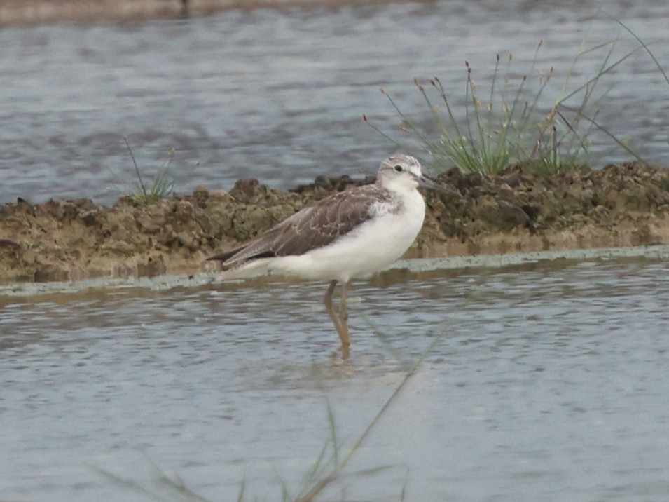 Nordmann's Greenshank - ML644067896