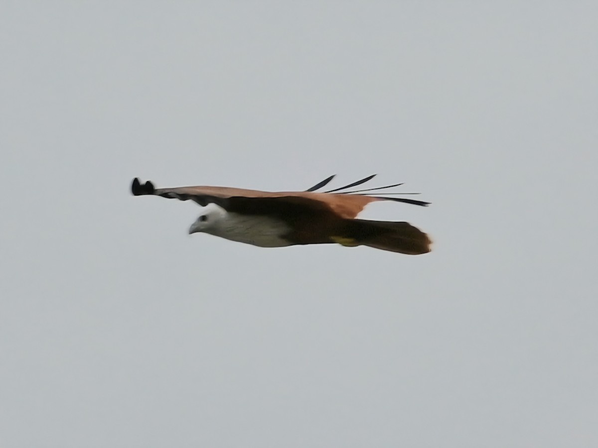 Brahminy Kite - ML644067901