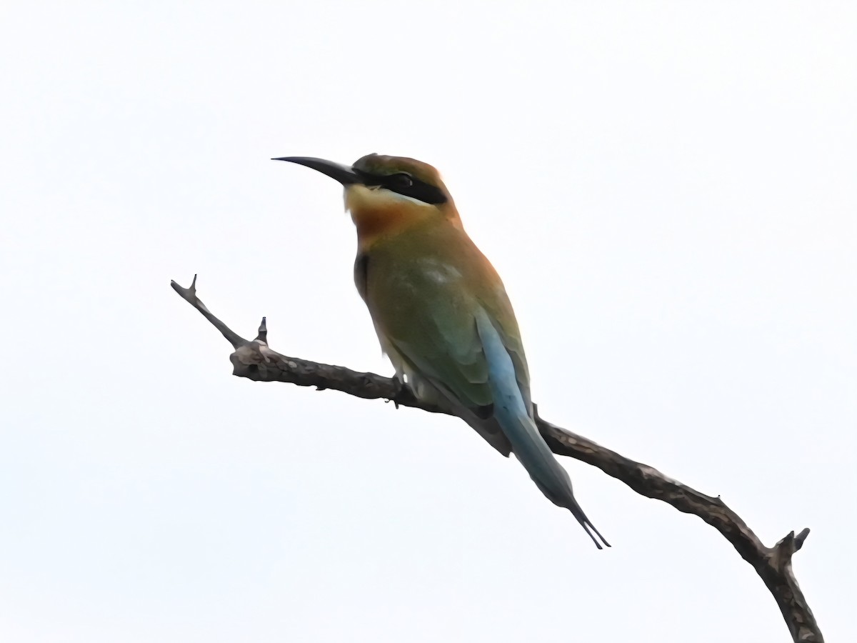 Blue-tailed Bee-eater - ML644067904