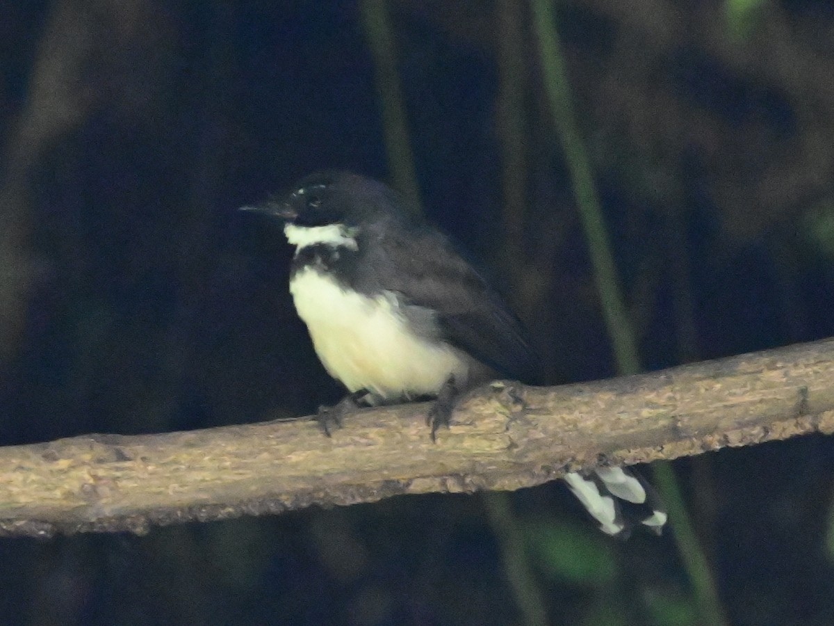 Malaysian Pied-Fantail - ML644067905