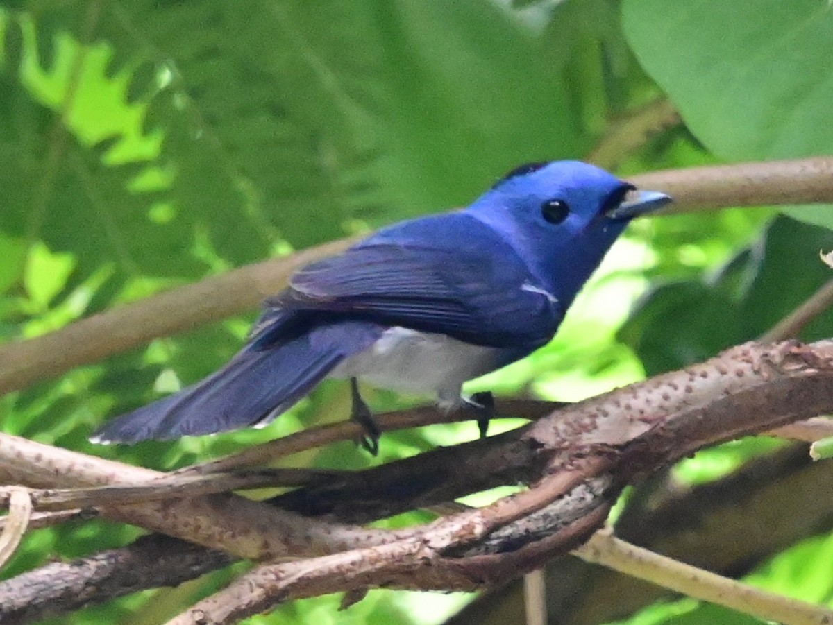 Black-naped Monarch - ML644067907