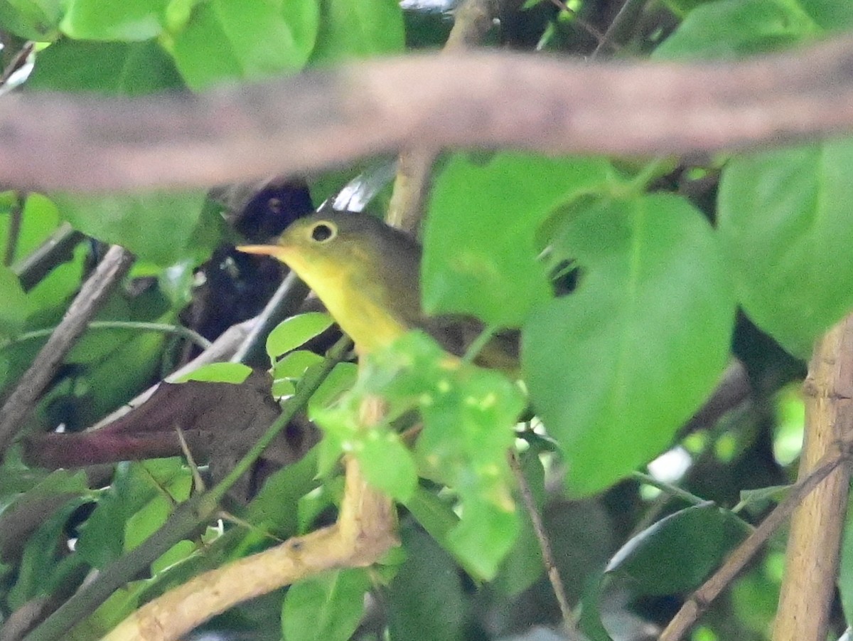 Alström's Warbler - ML644067921