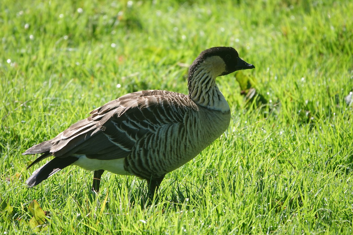 Гавайская казарка - ML644067928