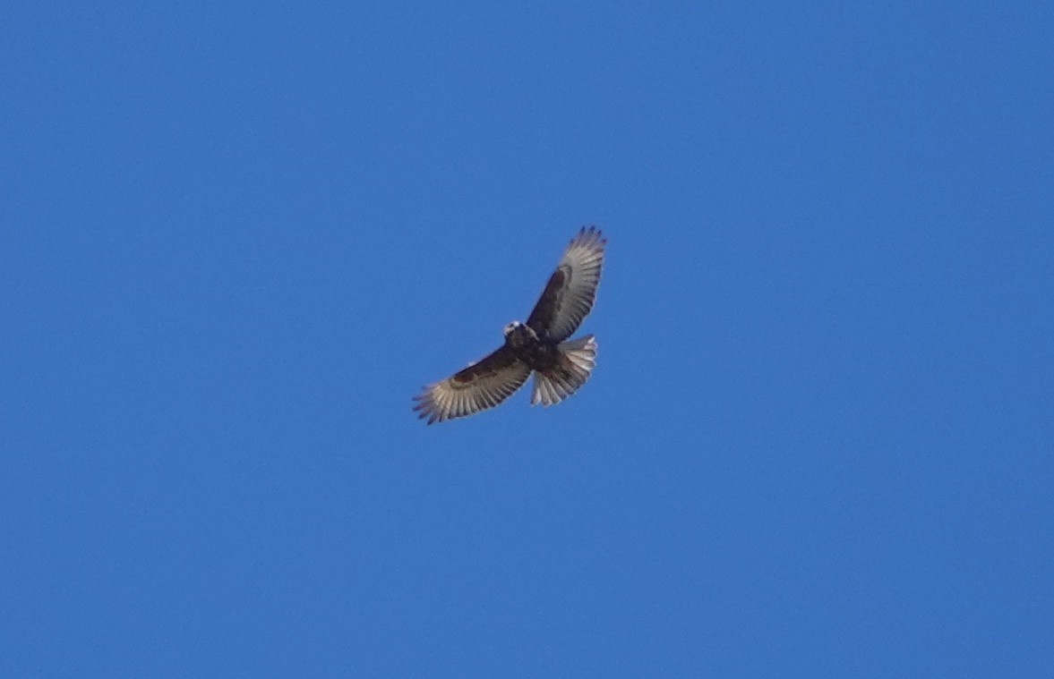 Hawaiian Hawk - ML644067931