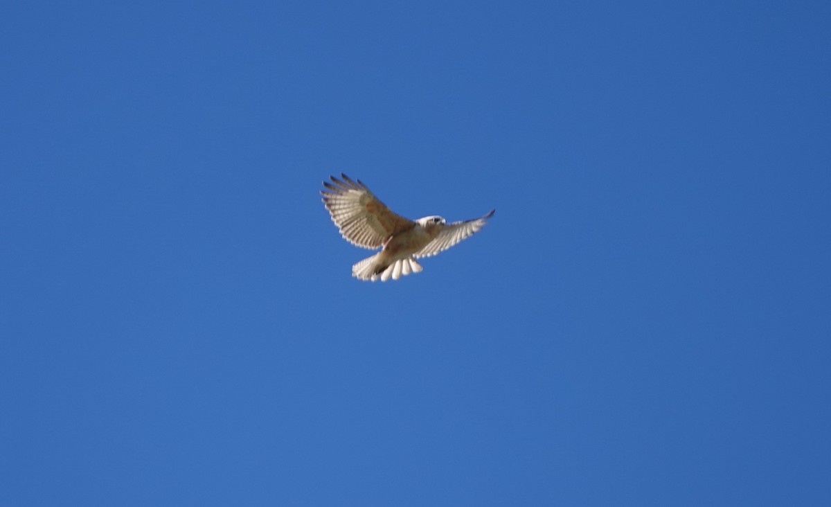 Hawaiian Hawk - ML644067939
