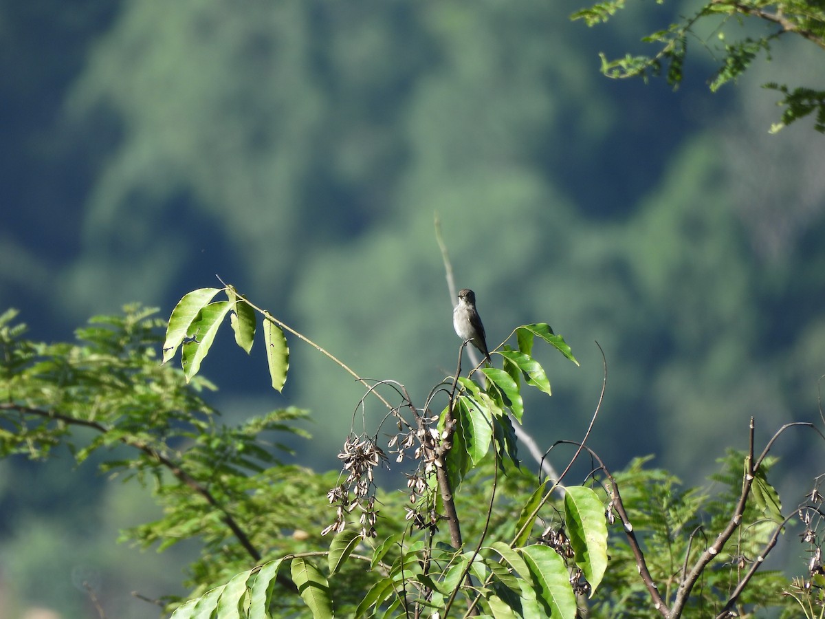 Papamoscas Siberiano - ML644067944