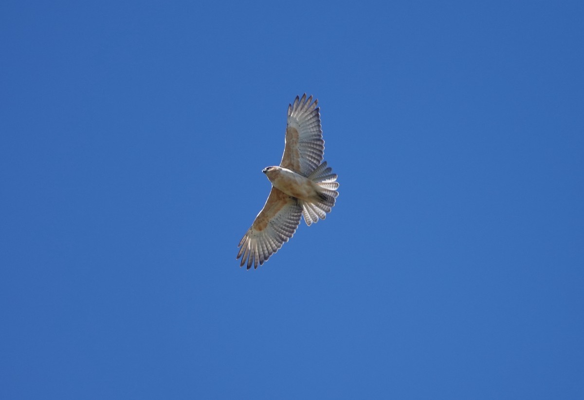 Hawaiian Hawk - ML644067945