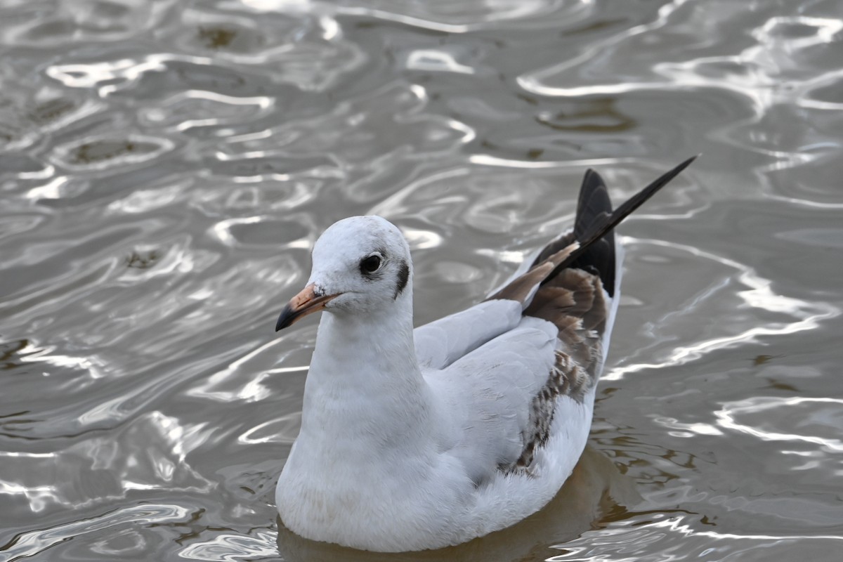Brown-headed Gull - ML644067948