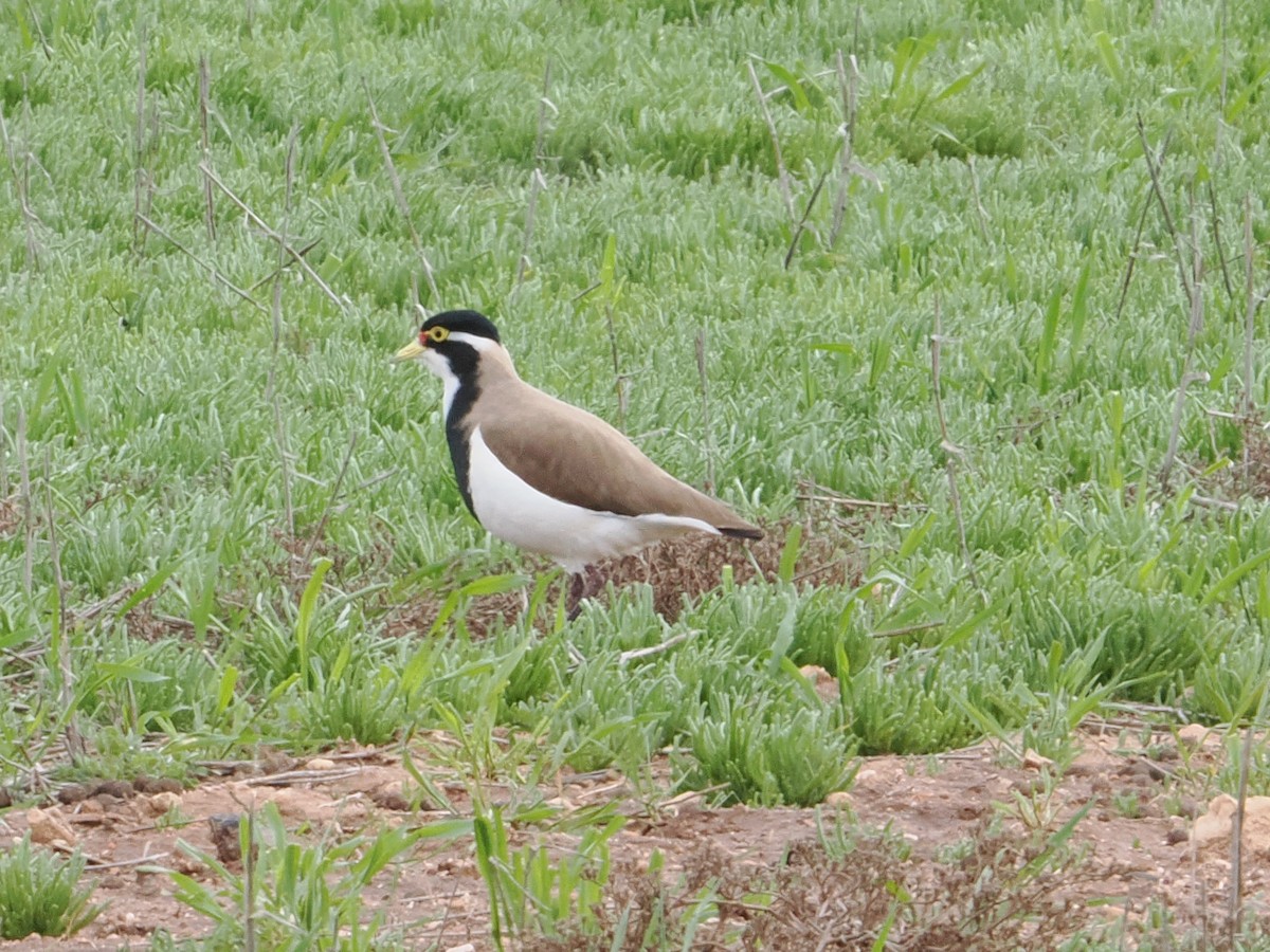 Avefría Tricolor - ML644067950