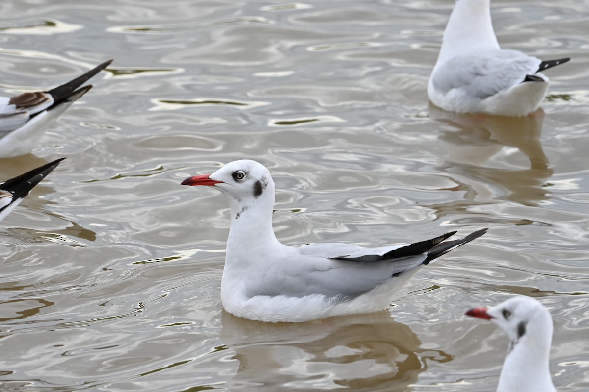 Gaviota Centroasiática - ML644067953