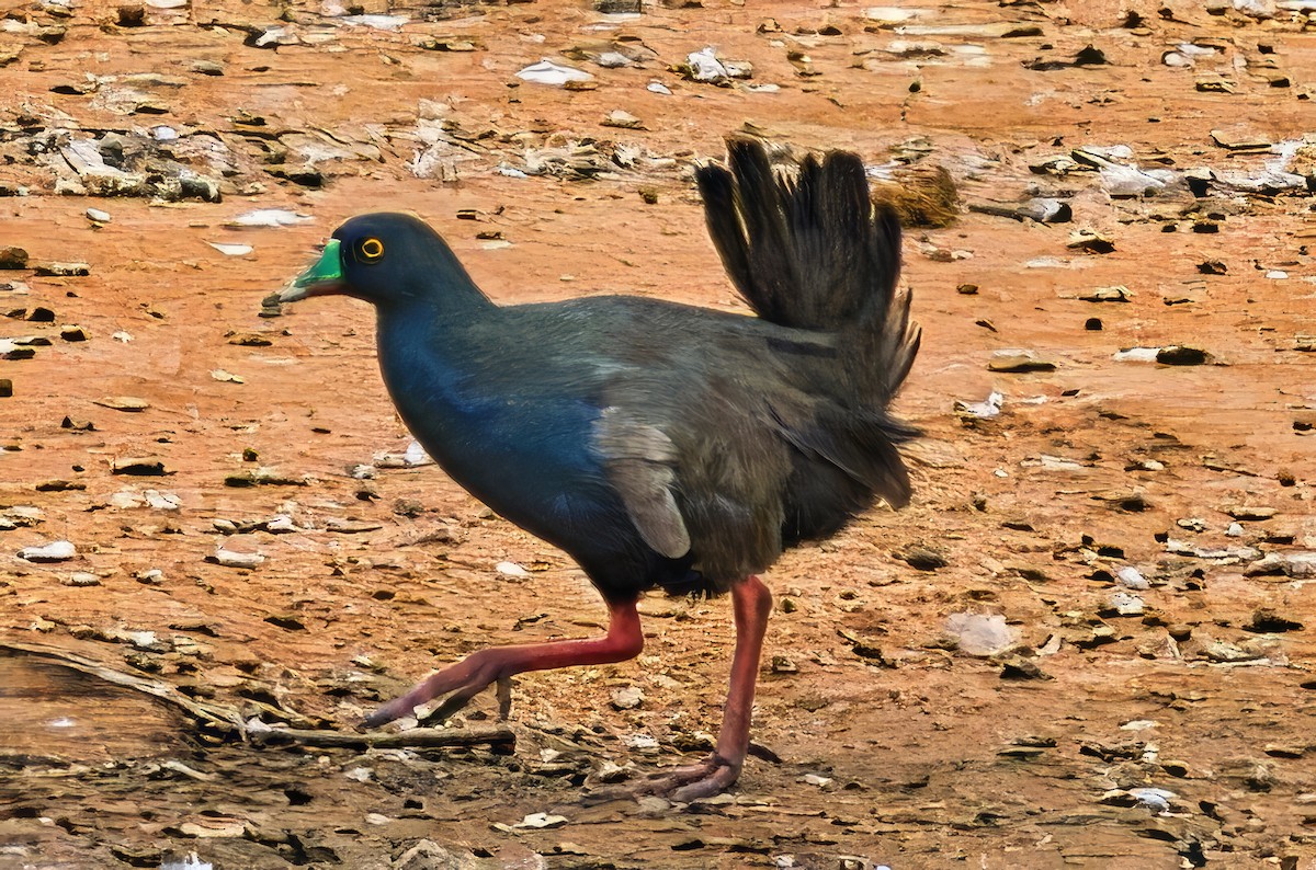 Gallineta Patirroja - ML644067956