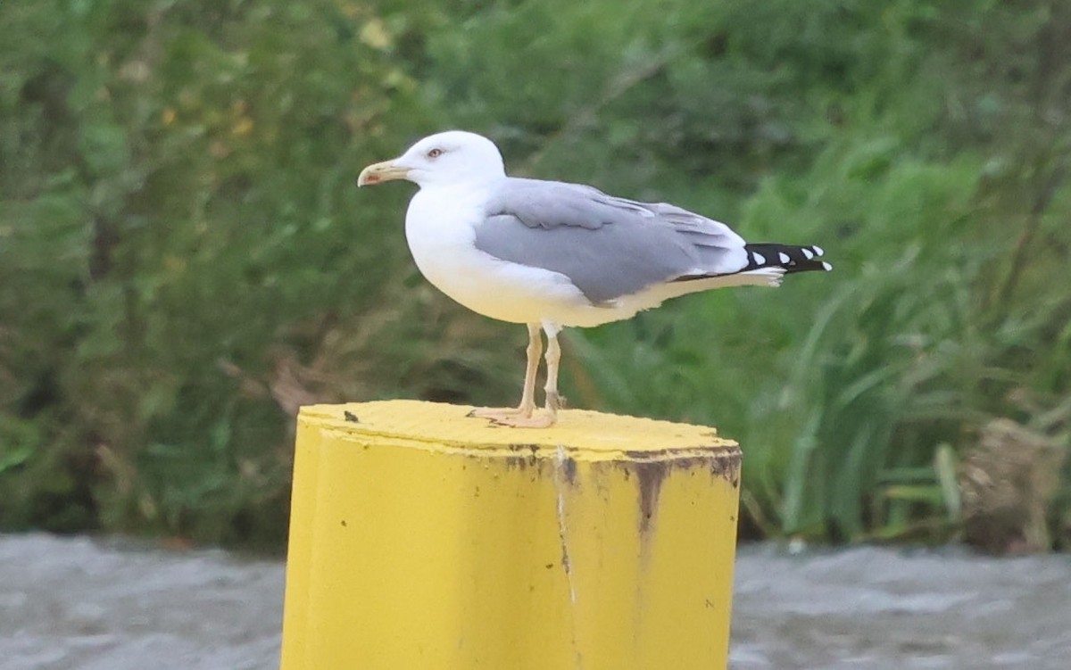 Gaviota Patiamarilla - ML644067966