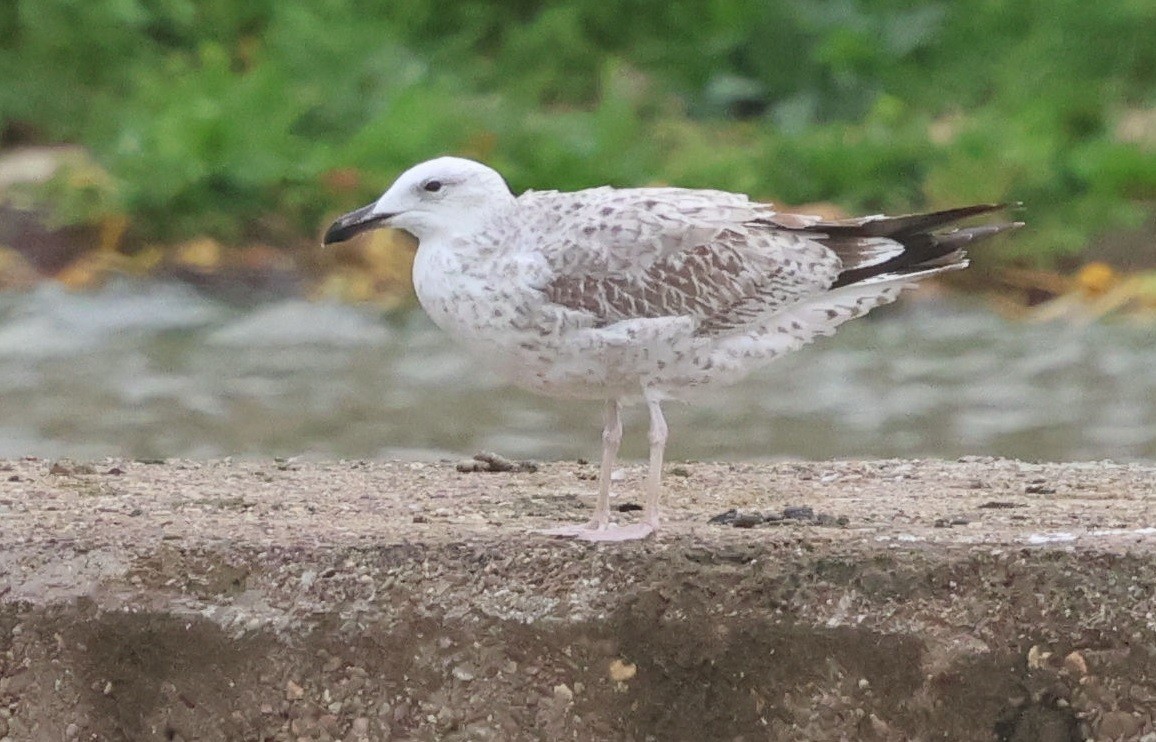Gaviota del Caspio - ML644067967