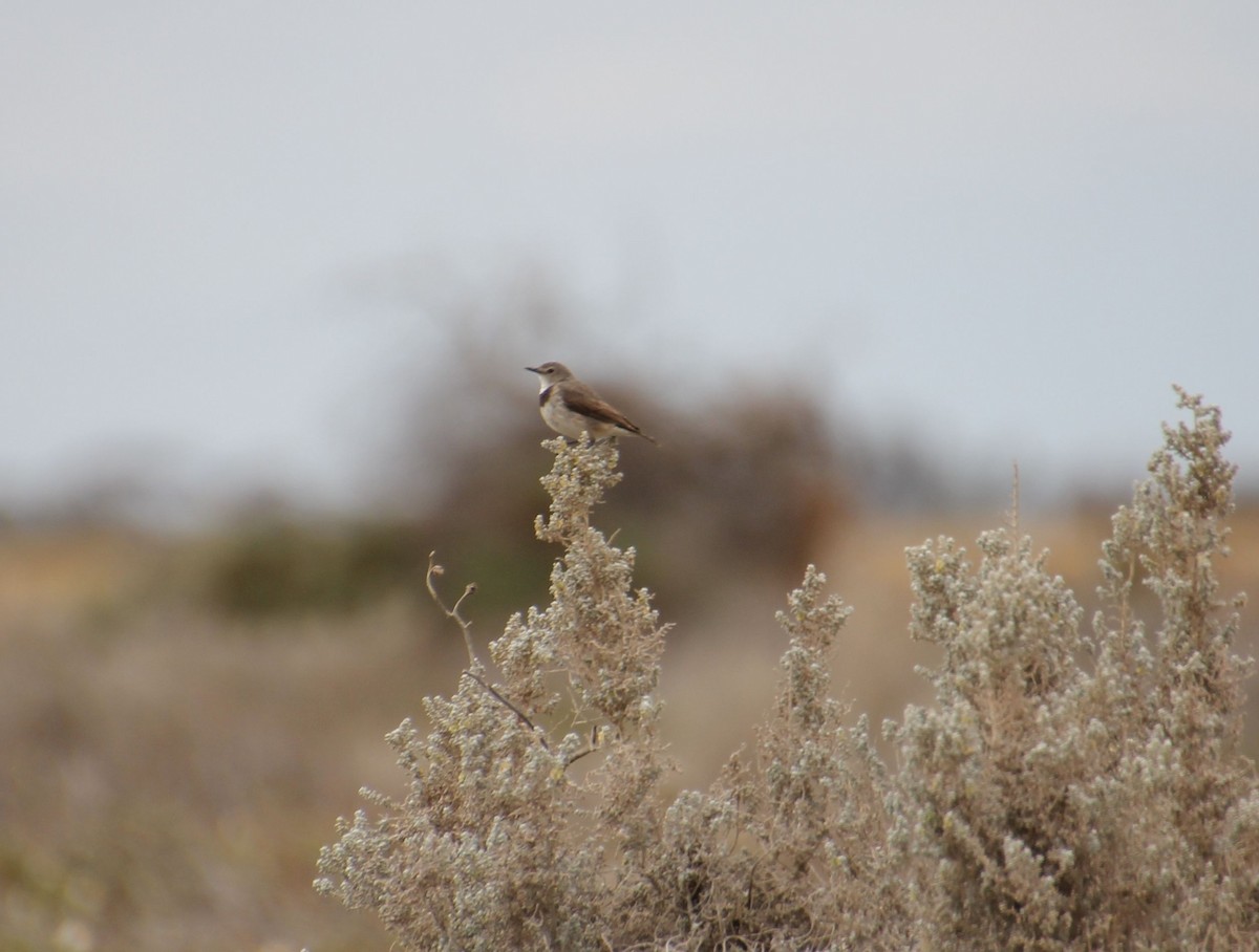 White-fronted Chat - ML644067980