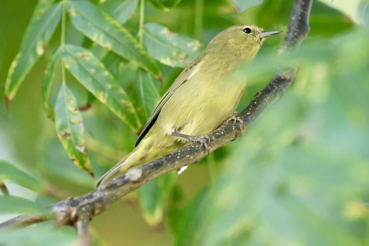 oransjekroneparula - ML644067981